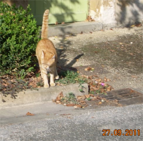 est-ce normal qu'un chat castré continue à marquer son territoire en faisant des giclades?