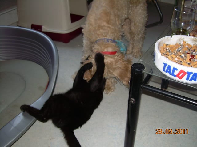 juste pour le plaisir ma chienne et mon chat qui jouent ensemble