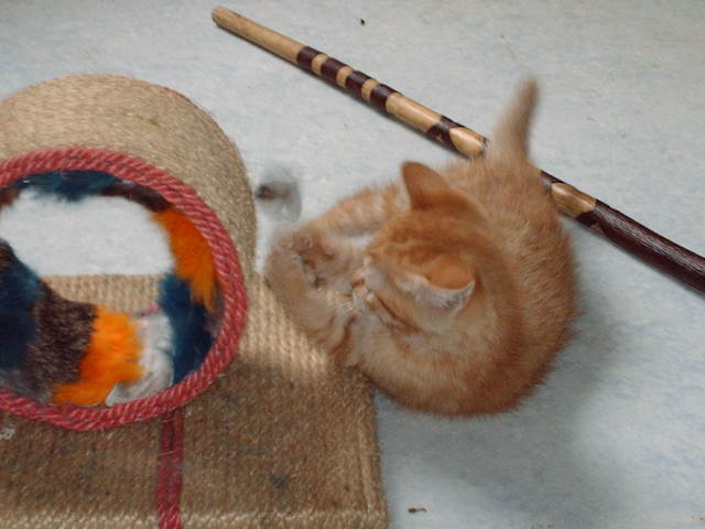 juste pour vous montrer le bonheur de mes chats