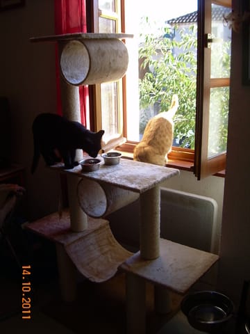 nouvel arbre à chat