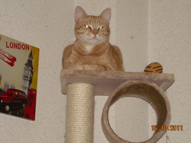 êtes vous de l'avis de mon véto?