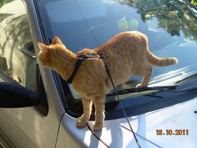 qui a déjà essayé l'anxitane sur un de ces chats?