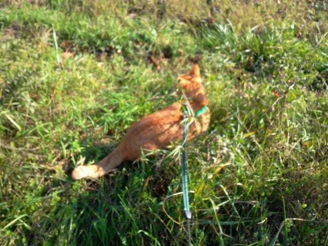 promenade de mon chat