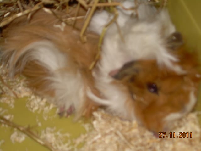 nouveaux cochons d'inde, j'attends vos conseils pour leur bien-être !!