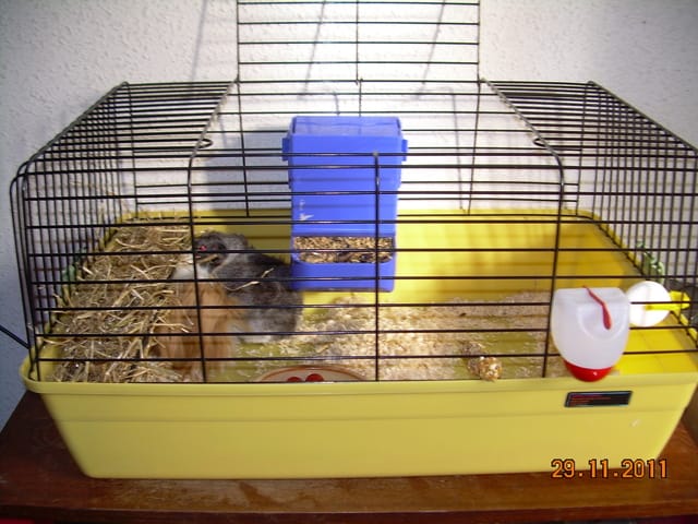 a ceux qui ont des cochons d'indes