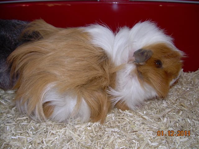 changement de cochon d'inde