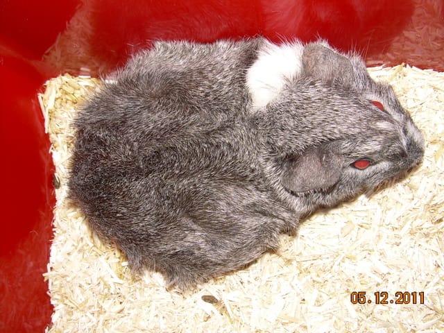 grisounette gestante