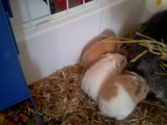 Bébés chons de Grisounette