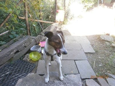 L'association L'espoir des 4 pattes recherche adoptant pour Sammy