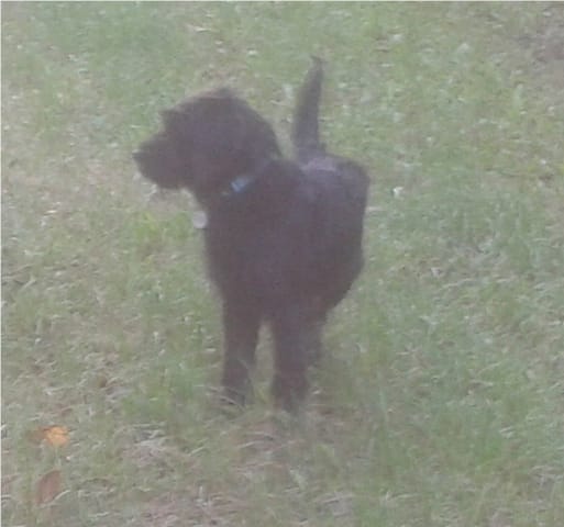 réapprendre a mon chien a ne pas avoir peur des autres
