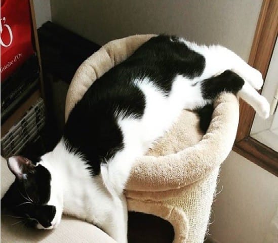 Meoww (Bonjour quoi ^^)