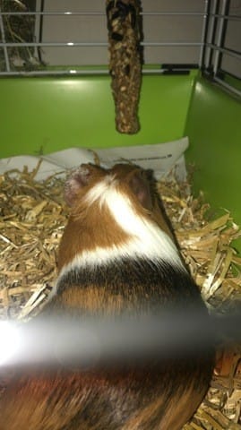 Question sur mon cochon d’Inde