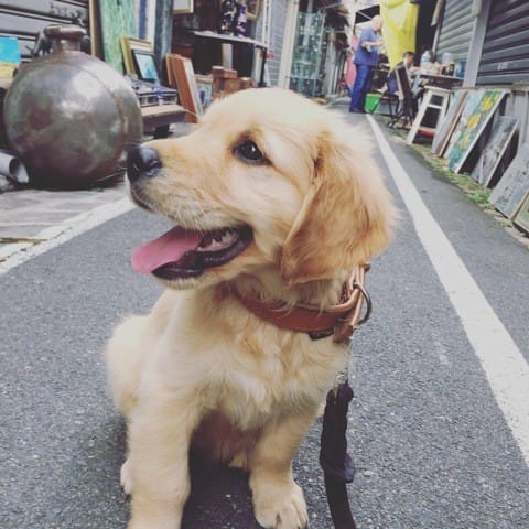 Chiot 2 mois golden pour sociabilisation