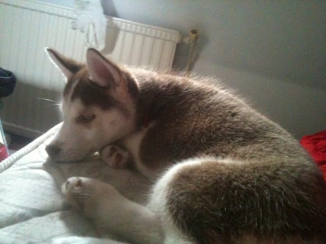 jai un chien husky, mais je ne sais pas quel type
