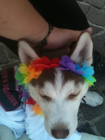 Mon chiot mordille les autres chiens, que faire ?