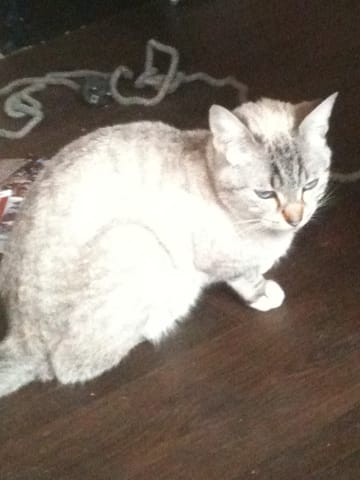 mon chat ala teine que faire 