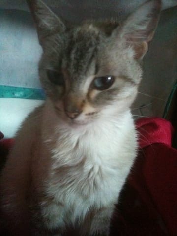 noisette a u c est bebe 