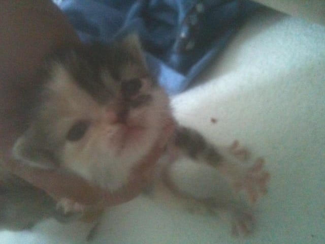 voisi les chaton 