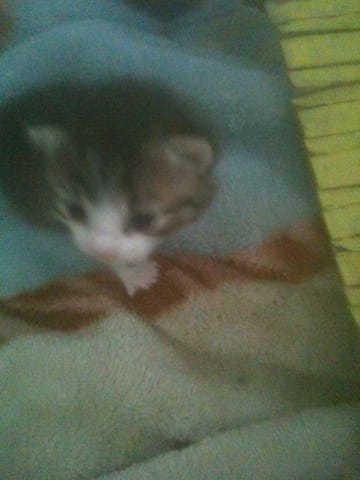 vent chaton croiser siamoi