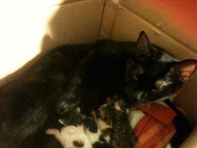 lola et c'est chaton