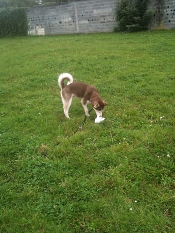 urgent monchien ne grossi pas