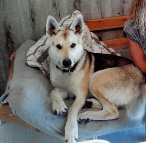 vends mon loup tchèque