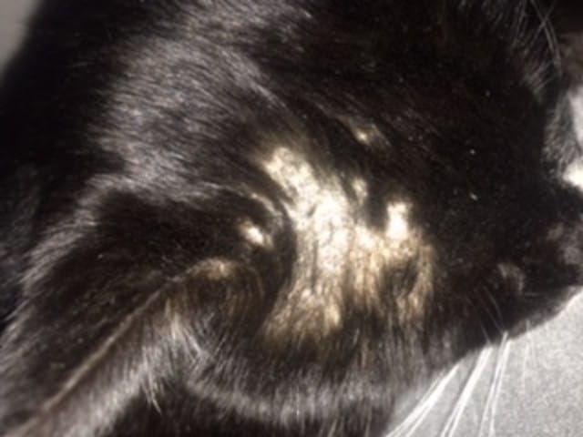 Mon chat a des trous