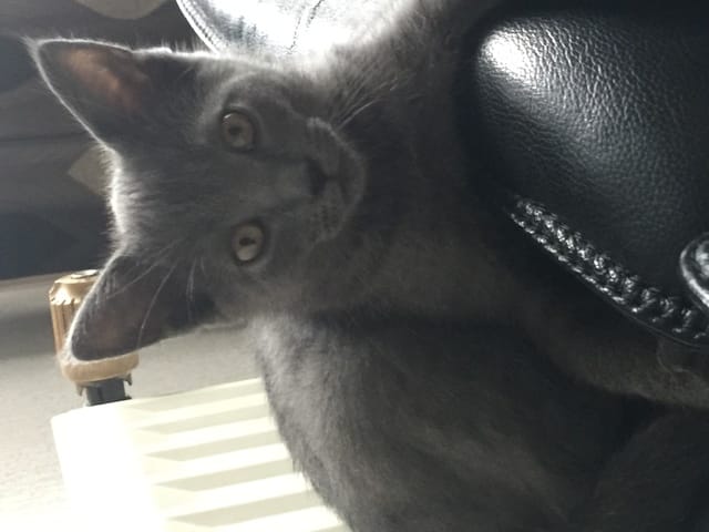 Poids du chartreux