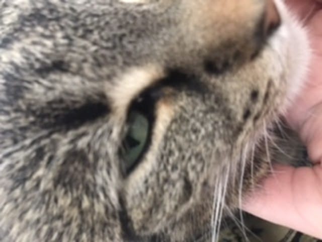 Mon chat a un genre de truc blanc dans l’œil c’est quoi ?