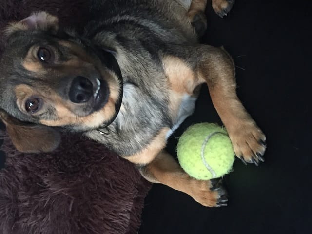 Croisement inconnu de mon chien