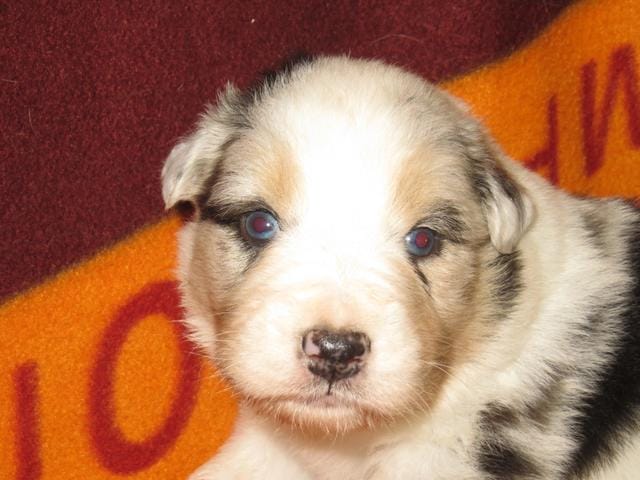 Est ce un blanc envahissant ?