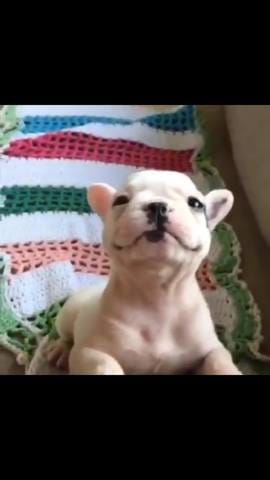 De quelle race est ce chiot (photos)