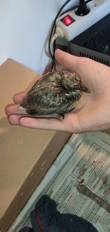 Doights "tordu" est-ce normal ?