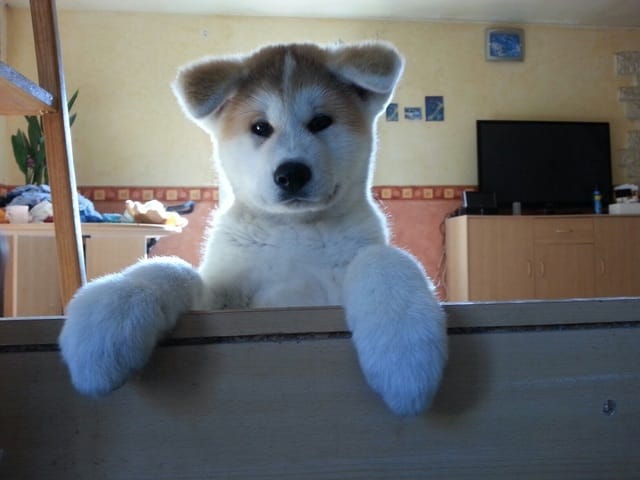 concours photos chiens