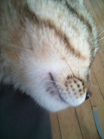 chat , yache , sa gratteeee