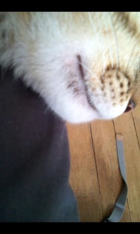 Points noirs sous la bouche du chat