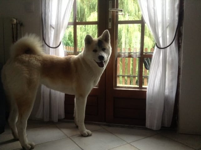 HELP poils chien