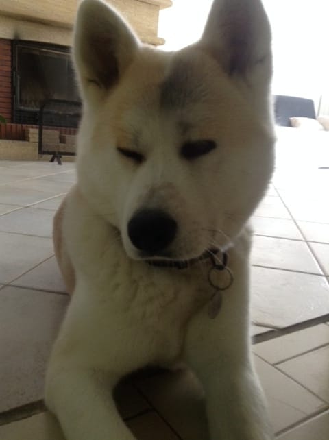 lapin voisin en liberté puis shayna bétise