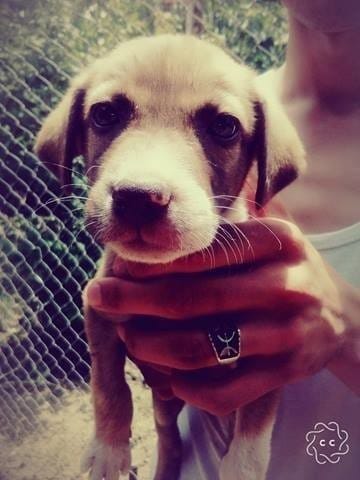 Aidez moi a indetifier la RACE de Mon chien