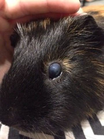Mon cochon D'inde est AVEUGLE ? Œil bleu