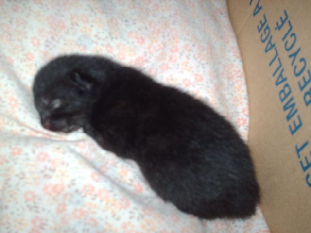 questions sur chaton