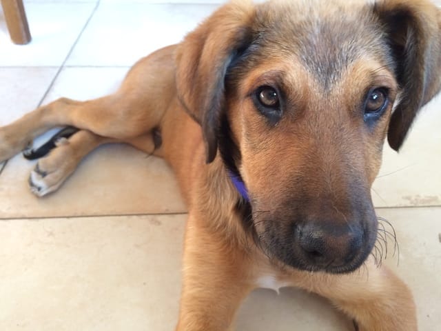 Est ce que quelqu'un pourrait me dire quel est le croisement de ce chiot abandonné?????? Merci