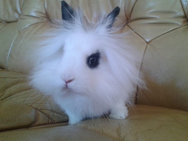 concours pour tout animaux