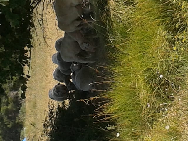 concour pour chevre