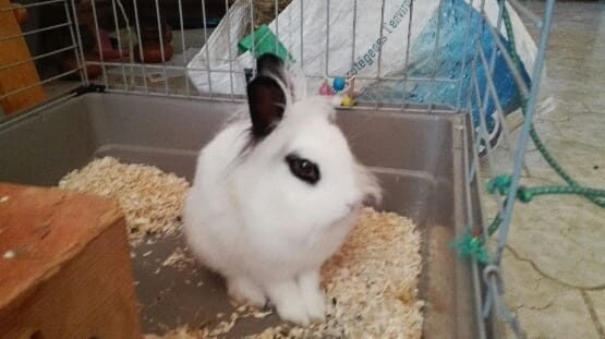 concours pour les rongeurs