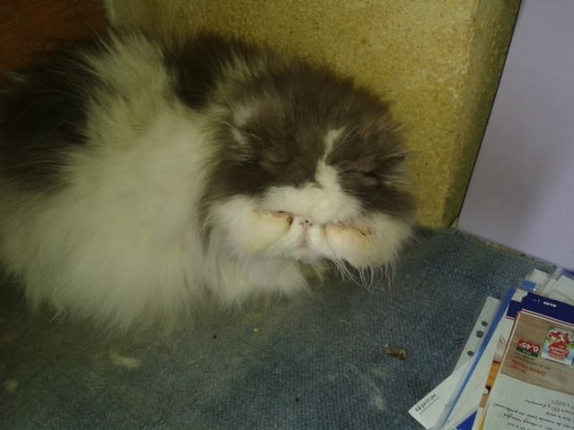 les petits acro au dodo