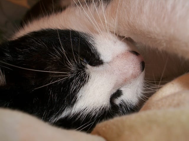 concours de photos avec votre animal