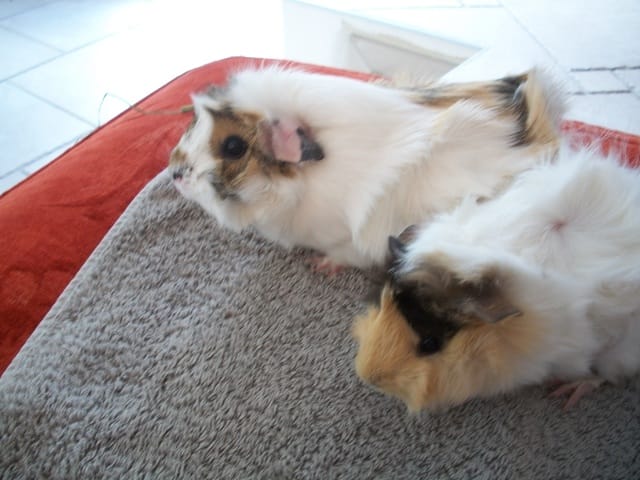 je vends 2 cochon d'inde rosette (femelle)