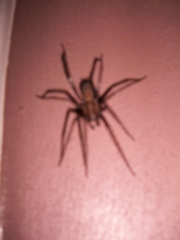 Je suis copine avec une araignée 