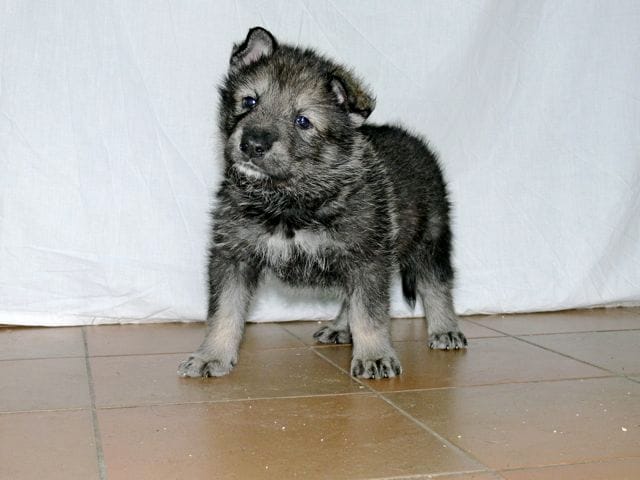 pour les fan de chien loup de saarloos